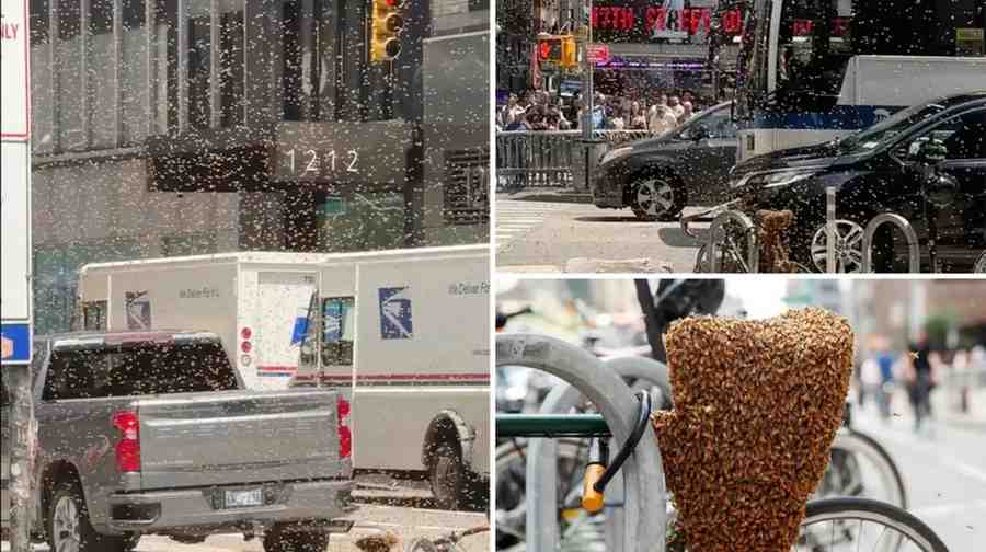 Buzz Alert in Manhattan: Bee Swarms Take Over NYC Streets