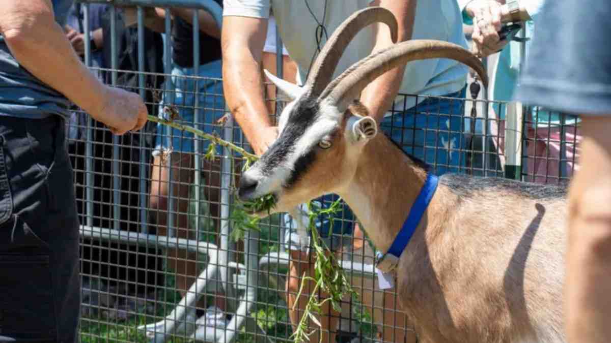 Goats to Battle for Glory in NYC’s First Competitive Graze-Off
