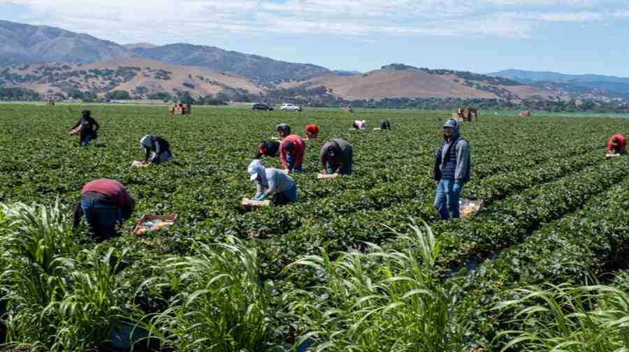 ICE Fear Spreads Through Santa Clara Fields as Growers Seek Clarity