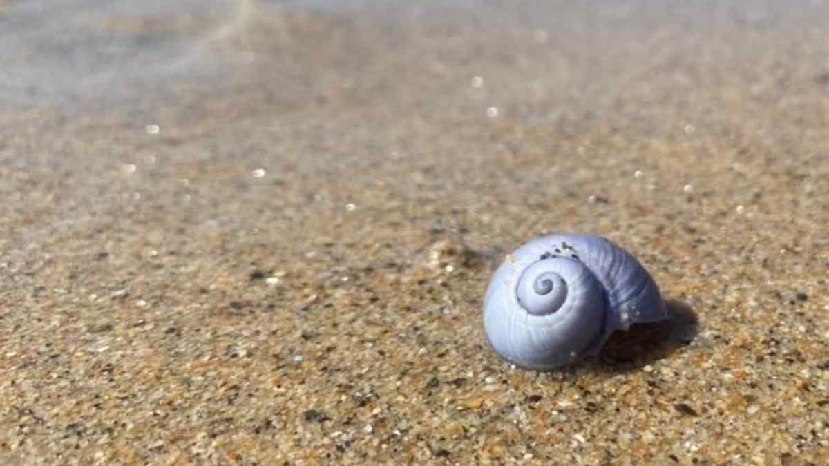Purple Invasion: Rare Sea Snails Stun San Diego Shores