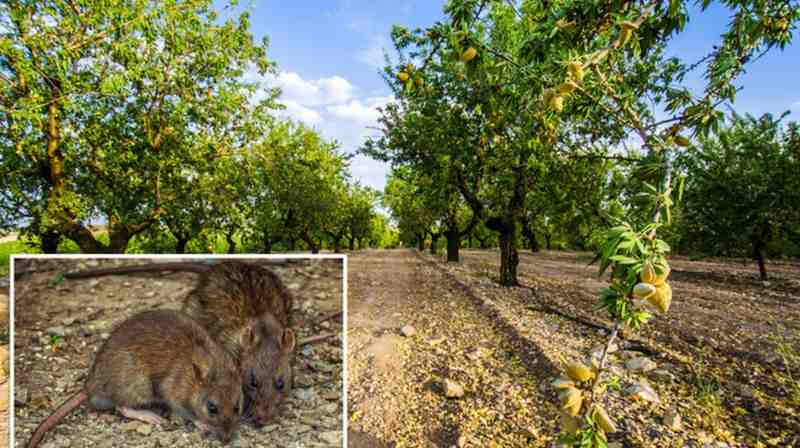 California Almond Orchards Under Siege as Rat Infestation Spreads
