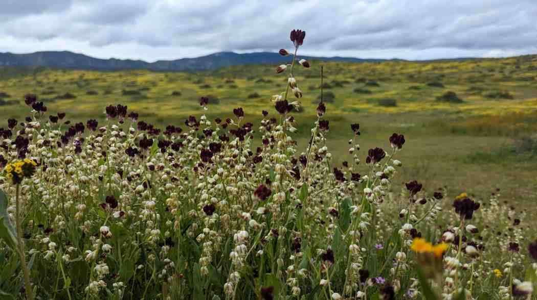California’s Jewelflowers: Rare Wildflowers Racing Against Climate Change