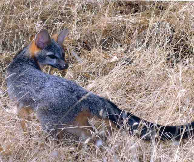 Gray Fox Boom in Central California: Tiny Predators Take Over the Valley