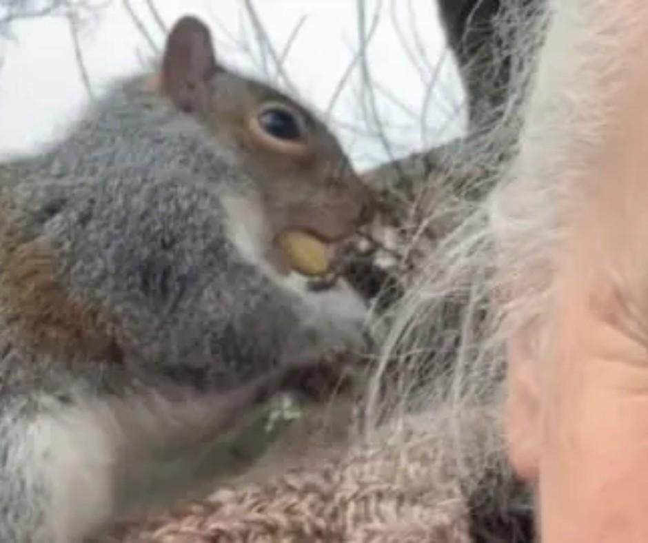 Bay Area Squirrel Attacks and Healthcare Shocks: What You Need to Know