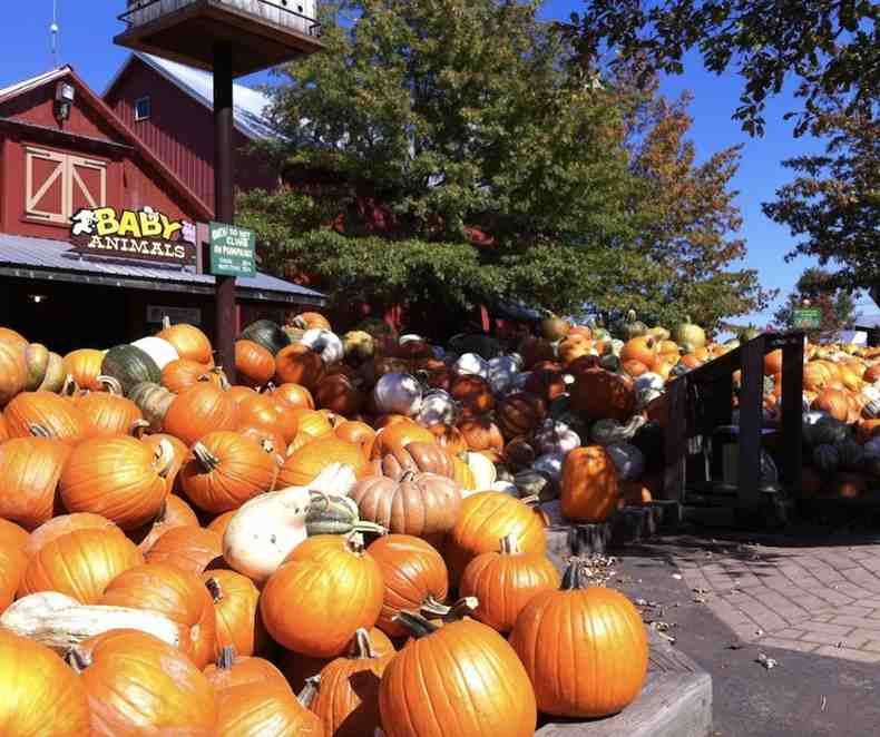 Fall Festivals Chicago: Must-Visit Pumpkin Patches Near You