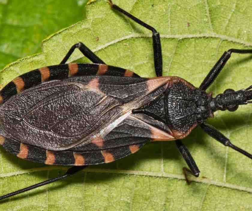 Kissing Bug