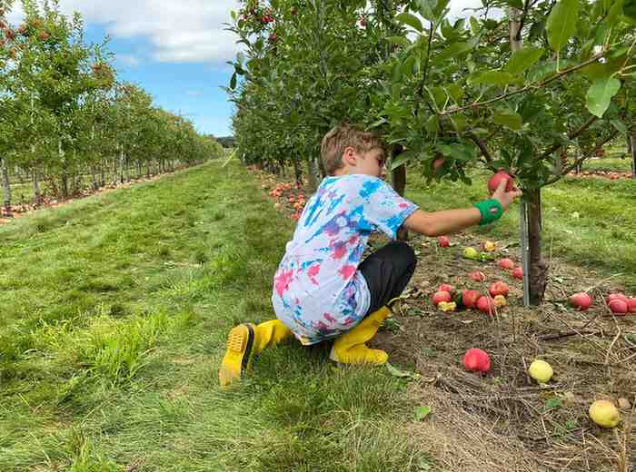 Apple Picking