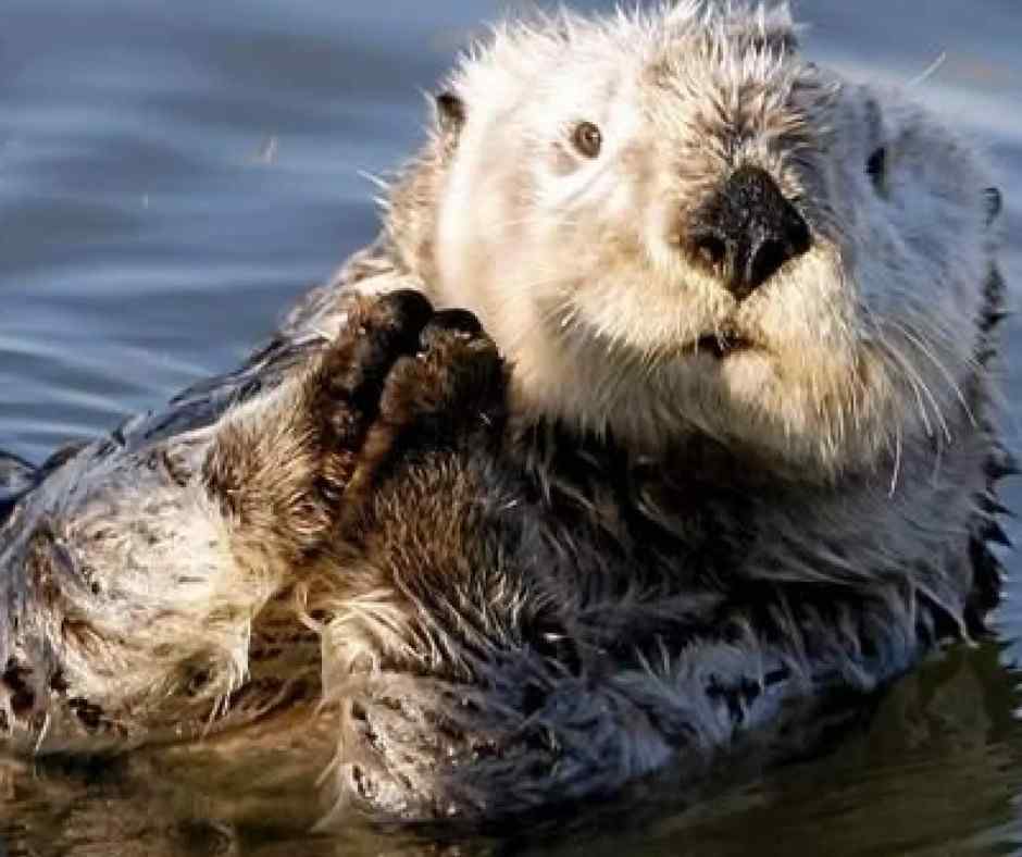 California Sea Otters Face Federal Cuts, Private Donors Step In