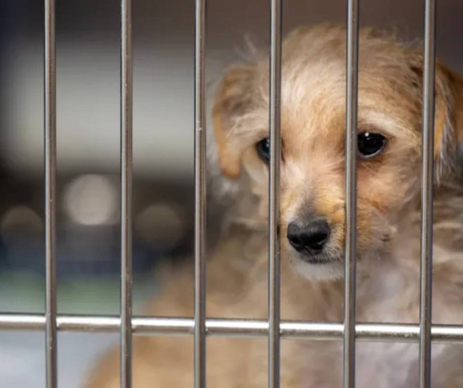 Los Angeles Overcrowded Shelters Urge Residents: Adopt a Shelter Dog This October